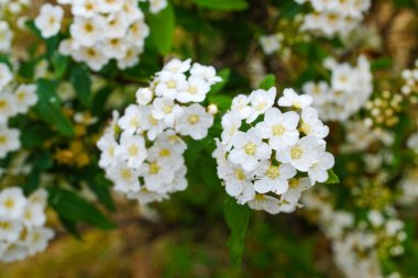 Reeves spirea (Spiraea cantoniensis) çiçekleri. Rosaceae 'nin Çin' e özgü yaprak döken çalısı. Nisan 'dan Mayıs' a kadar ağlayan dallardaki beyaz çiçek kümeleri.