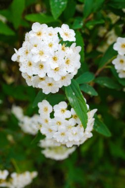 Reeves spirea (Spiraea cantoniensis) çiçekleri. Rosaceae 'nin Çin' e özgü yaprak döken çalısı. Nisan 'dan Mayıs' a kadar ağlayan dallardaki beyaz çiçek kümeleri.
