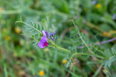Vicia sativa, bilinen adıyla 