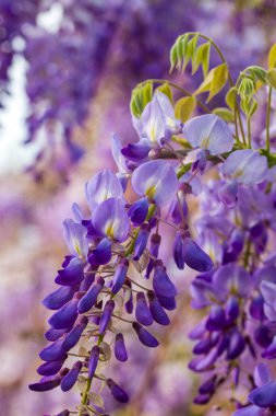 Mor çiçeklerin seçici odak noktası olan Wisteria sinensis veya Mavi Yağmur, Çin sallanan ırklarda sallanan kokulu çiçek sapları ve kütleleri ile bezelye familyasının çiçek açan türleridir..