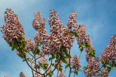 BlueBell ağacının çiçekleri Paulownia tomentosa.