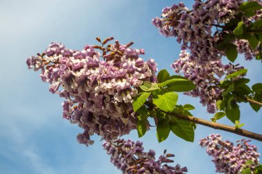 BlueBell ağacının çiçekleri Paulownia tomentosa.