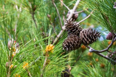 çam ağacı ve çam kozalağı