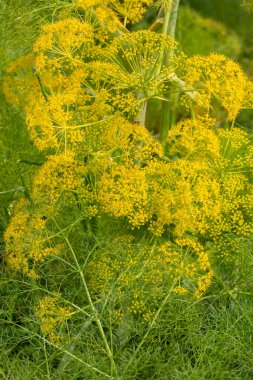 Ferula tingitana, Apiaceae cinsi Ferula cinsinin bir türüdür..