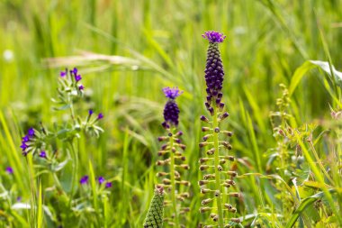 Leopoldia comosa (syn. Muscari (