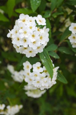 Reeves spirea (Spiraea cantoniensis) çiçekleri. Rosaceae 'nin Çin' e özgü yaprak döken çalısı. Nisan 'dan Mayıs' a kadar ağlayan dallardaki beyaz çiçek kümeleri.