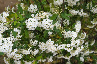 Reeves spirea (Spiraea cantoniensis) çiçekleri. Rosaceae 'nin Çin' e özgü yaprak döken çalısı. Nisan 'dan Mayıs' a kadar ağlayan dallardaki beyaz çiçek kümeleri.