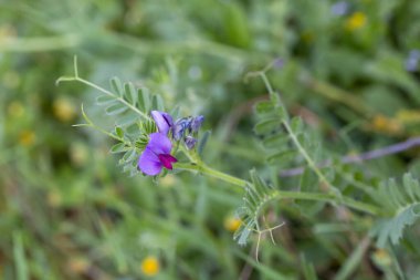 Vicia sativa, bilinen adıyla 