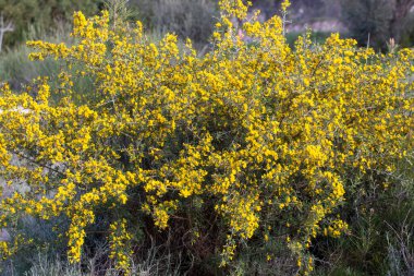 Genel süpürge ya da İskoç süpürgesi, Cytisus scoparius