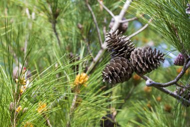 çam ağacı ve çam kozalağı