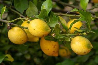 Organik limon yetiştiriyor. Limonlar limon ağaçlarında.