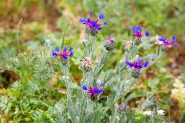 Centaurea depressa veya Cyanus depresiftir. Bu türün doğal çeşitliliği Türkiye 'den Orta Asya ve Batı Himalaya' ya kadar uzanır.. 