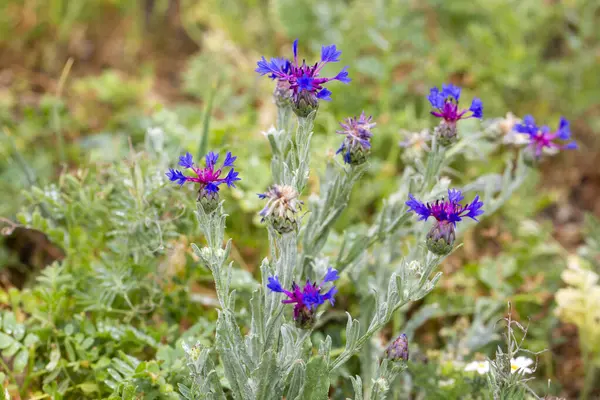 Centaurea depressa veya Cyanus depresiftir. Bu türün doğal çeşitliliği Türkiye 'den Orta Asya ve Batı Himalaya' ya kadar uzanır.. 