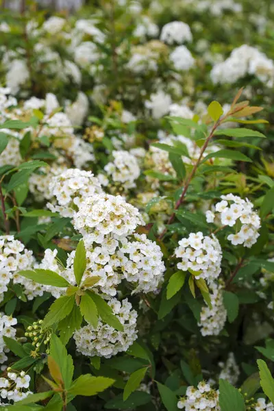 Reeves spirea (Spiraea cantoniensis) çiçekleri. Rosaceae 'nin Çin' e özgü yaprak döken çalısı. Nisan 'dan Mayıs' a kadar ağlayan dallardaki beyaz çiçek kümeleri.