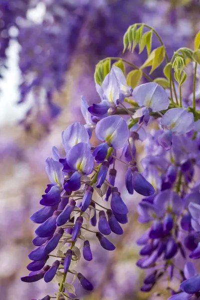 Mor çiçeklerin seçici odak noktası olan Wisteria sinensis veya Mavi Yağmur, Çin sallanan ırklarda sallanan kokulu çiçek sapları ve kütleleri ile bezelye familyasının çiçek açan türleridir..