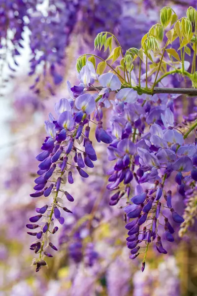 Mor çiçeklerin seçici odak noktası olan Wisteria sinensis veya Mavi Yağmur, Çin sallanan ırklarda sallanan kokulu çiçek sapları ve kütleleri ile bezelye familyasının çiçek açan türleridir..