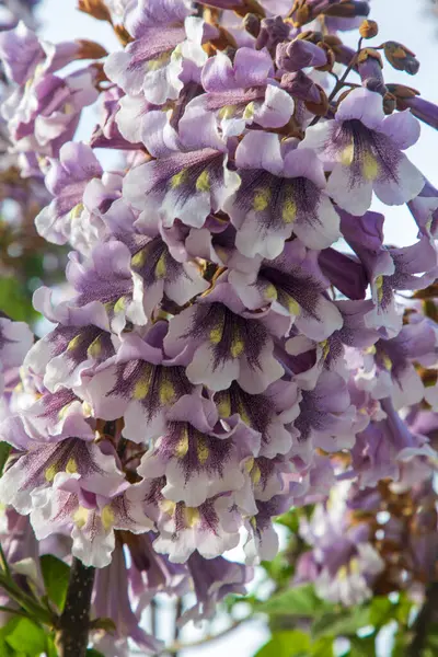 BlueBell ağacının çiçekleri Paulownia tomentosa.