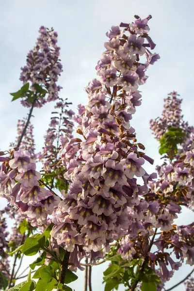 BlueBell ağacının çiçekleri Paulownia tomentosa.