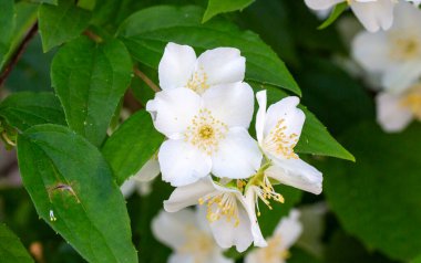 Philadelphia 'lı ergenler Loisel, çiçek açan beyaz ve kokulu sahte portakal çalısı.