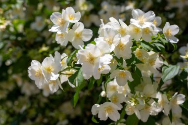 Philadelphia 'lı ergenler Loisel, çiçek açan beyaz ve kokulu sahte portakal çalısı.