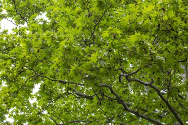 Oriental uçak ağacının (Platanus orientalis) yeşil taze yapraklarının arkaplanı. Güzellik yeşilliği. Tasarım veya doku için doğal arkaplan