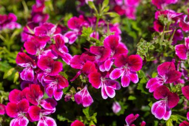 Kraliyet pelargonium çiçekleri - Pelargonium grandiflorum