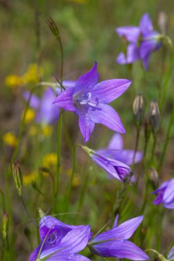 Campanula patula ya da yayılan çan çiçeği, Campanula cinsinin bir bitki türüdür.. 