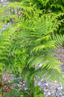 Pteridium aquilinum, yaygın olarak brakken, fren, otlak freni, yaygın brakken, ve ayrıca kartal eğreltiotu olarak da bilinir.