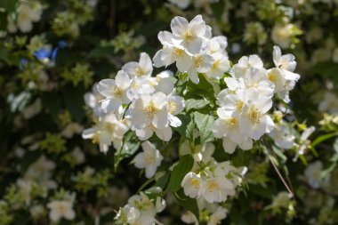 Philadelphia 'lı ergenler Loisel, çiçek açan beyaz ve kokulu sahte portakal çalısı.