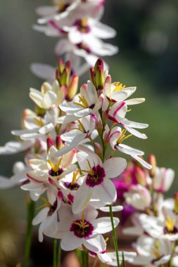Sparaxis, White ixia, palyaço çiçeği, wandflower, corn nillies