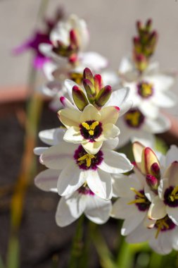 Sparaxis, White ixia, palyaço çiçeği, wandflower, corn nillies