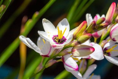 Sparaxis, White ixia, palyaço çiçeği, wandflower, corn nillies