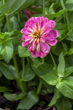 Zinnia, Asteraceae familyasından bir cinstir..