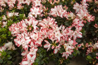 Azalea, Ericaceae (heatherb) familyasından bazı bitki türlerine verilen isimdir..