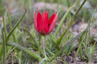 Türkçe adı: Manisa Lalesi - Bilimsel adı: Tulipa yetimhanesi