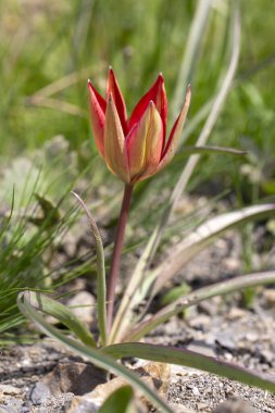 Türkçe adı: Manisa Lalesi - Bilimsel adı: Tulipa yetimhanesi