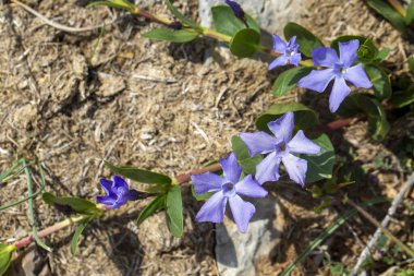 Vinca herbacea, otçul menekşe çiçekleri familyasından Doğu Avrupa 'da yetişen bir bitki türü..