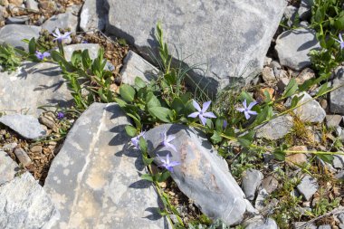 Vinca herbacea, otçul menekşe çiçekleri familyasından Doğu Avrupa 'da yetişen bir bitki türü..