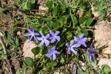 Vinca herbacea, otçul menekşe çiçekleri familyasından Doğu Avrupa 'da yetişen bir bitki türü..