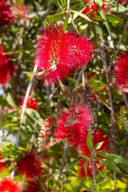 Callistemon sitrinus (Callistemon, şişe fırçaları)
