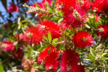 Callistemon sitrinus (Callistemon, şişe fırçaları)