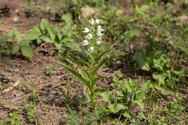 Cephalanthera longifolia, Orchidaceae familyasından bir orkide türüdür..