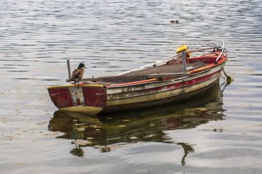 Gözlem yeri: Kastoria - Yunanistan. Göldeki eski bir teknede bir ördek.