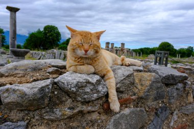 Eski Philippi şehrinin kalıntıları. UNESCO 'nun Makedonya ve Yunanistan' daki dünya mirası. Philippi antik şehir ve kedi.