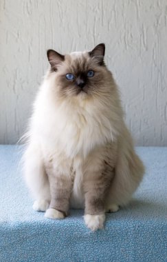 Sevimli oyuncak bebek kedi. Evcil hayvan..