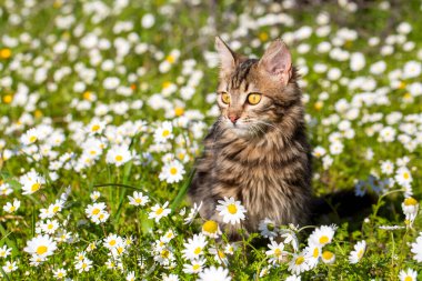 Çiçekli Norveç orman kedisi tekir