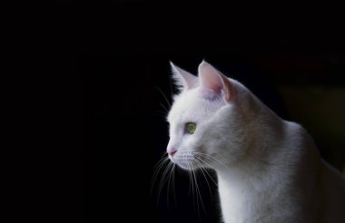 Siyah arka planda beyaz bir kedi.