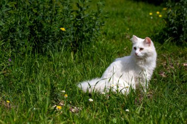 Uzun saçlı beyaz Ankara veya doğada yeşil çimlerde gezen Van kedisi