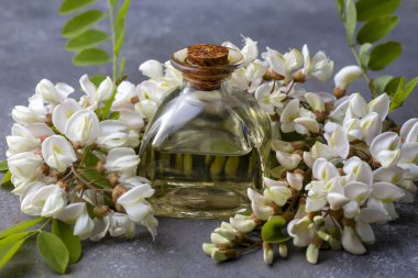 Robinia (sahte akasya) esaslı yağ (çare, özü) şişesi taze akasya çiçekleri ile