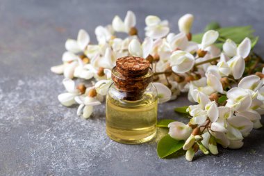 Robinia (sahte akasya) esaslı yağ (çare, özü) şişesi taze akasya çiçekleri ile